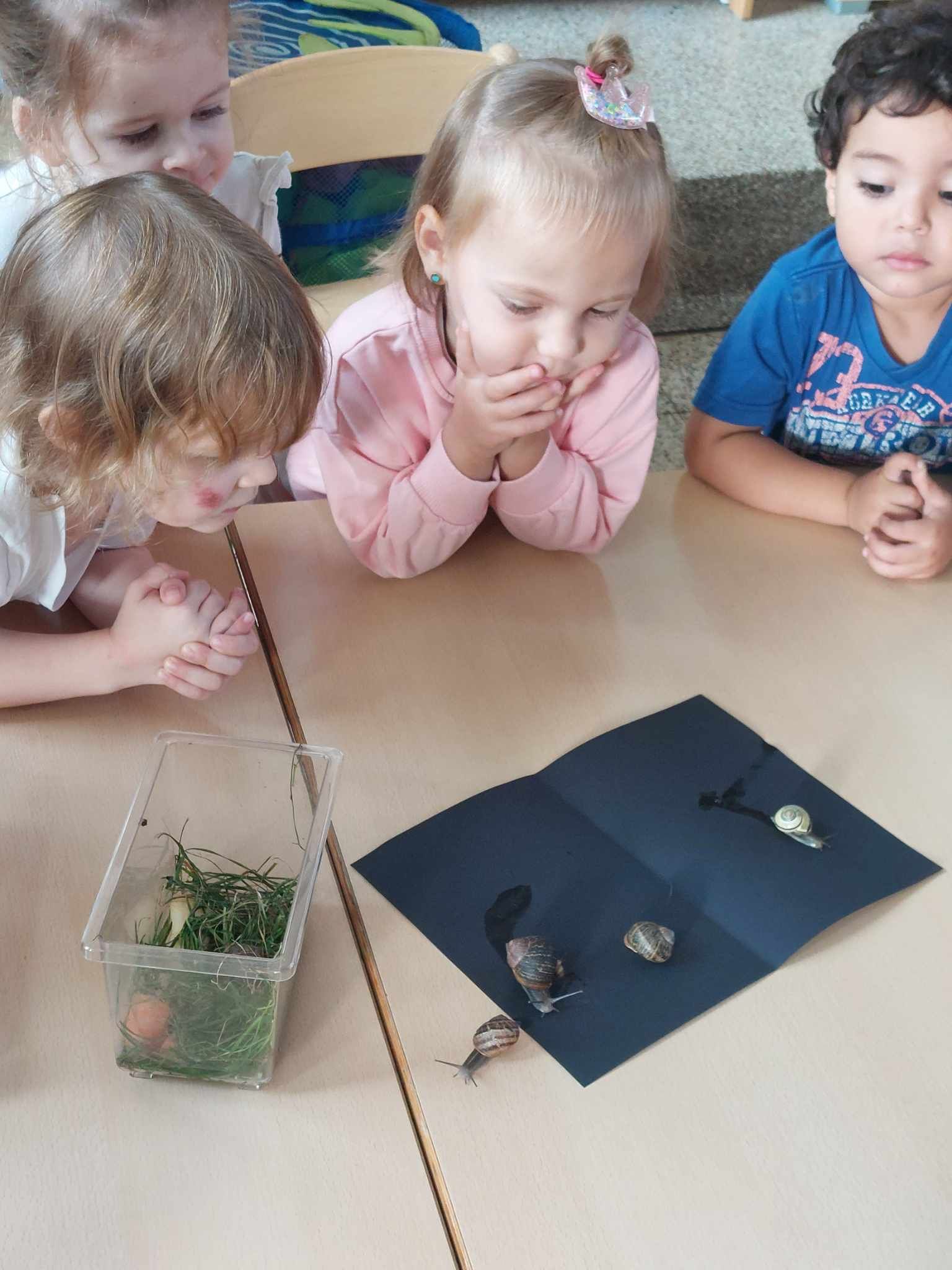 Nous avons observé les escargots apportés à l’école par KEWAN: